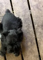 Shadow, a male Miniature Schnauzer for sale in Mount Sherman, KY – Photo 5 of 5