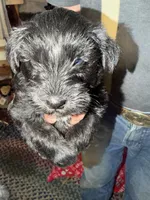 Shadow, a male Miniature Schnauzer for sale in Mount Sherman, KY – Photo 6 of 6