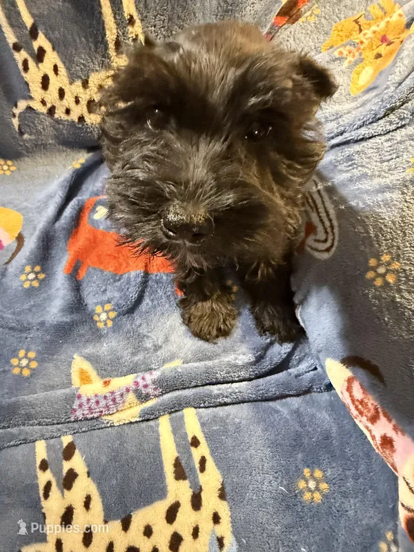 Shadow – Miniature Schnauzer puppy for sale in Mount Sherman, KY