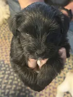 Shadow, a male Miniature Schnauzer for sale in Mount Sherman, KY – Photo 4 of 6