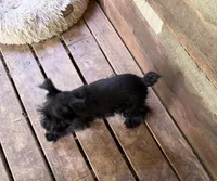 Shadow, a male Miniature Schnauzer for sale in Mount Sherman, KY – Photo 2 of 5