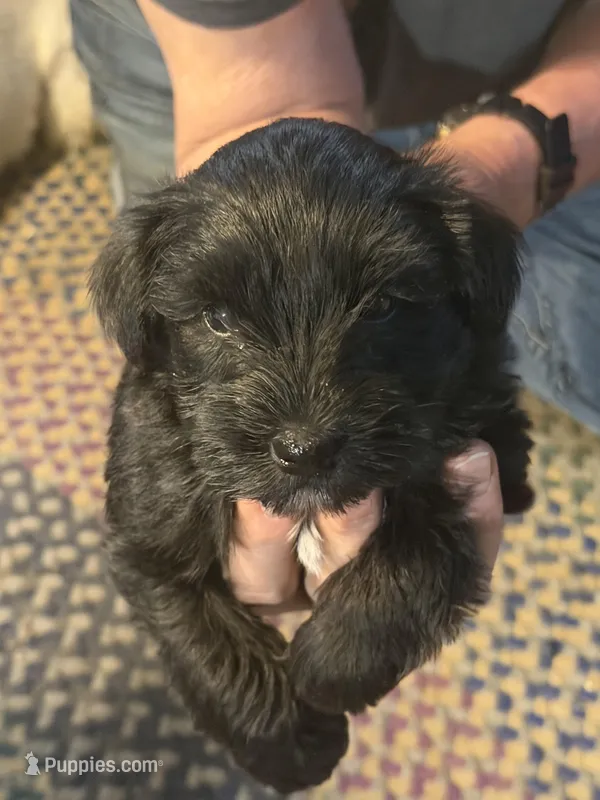 Shadow – Miniature Schnauzer puppy for sale in Mount Sherman, KY