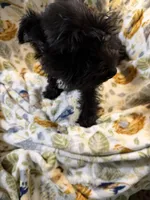 Shadow, a male Miniature Schnauzer for sale in Mount Sherman, KY – Photo 4 of 5