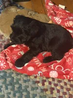 Shadow, a male Miniature Schnauzer for sale in Mount Sherman, KY – Photo 5 of 6