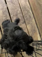 Shadow, a male Miniature Schnauzer for sale in Mount Sherman, KY – Photo 1 of 5