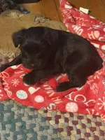 Shadow, a male Miniature Schnauzer for sale in Mount Sherman, KY – Photo 2 of 6