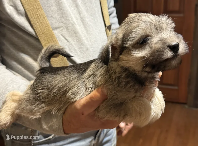 Bandit – Shorkie puppy for sale in Mount Sherman, KY