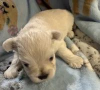 Angel, a female Shorkie for sale in Mount Sherman, KY – 2 of 4
