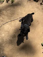 Snoop, a male Poodle - Toy  for sale in Mount Sherman, KY – 4 of 5