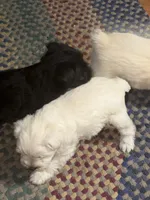 Polar Bear, a male Miniature Schnauzer for sale in Mount Sherman, KY – Photo 6 of 6