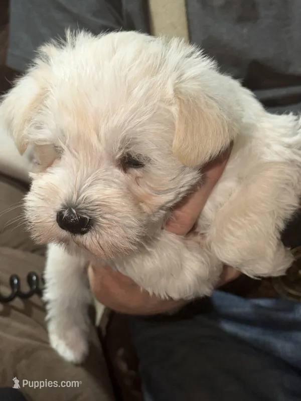 Polar Bear – Miniature Schnauzer puppy for sale in Mount Sherman, KY