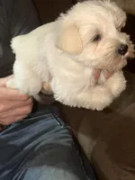 Polar Bear, a male Miniature Schnauzer for sale in Mount Sherman, KY – Photo 2 of 6