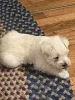 Polar Bear, a male Miniature Schnauzer for sale in Mount Sherman, KY – Photo 5 of 6