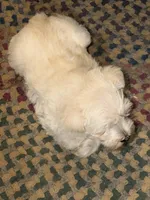 Polar Bear, a male Miniature Schnauzer for sale in Mount Sherman, KY – Photo 3 of 6