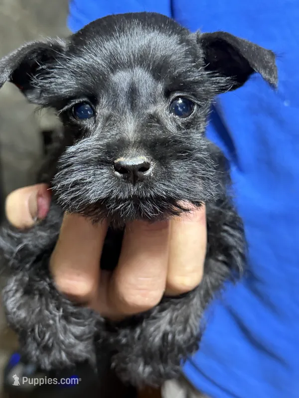 April – Miniature Schnauzer puppy for sale in Mount Sherman, KY