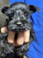 PiPi, a female Miniature Schnauzer for sale in Mount Sherman, KY – 1 of 4