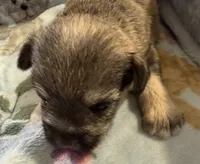 Bandit, a male Shorkie for sale in Mount Sherman, KY – 8 of 8