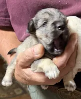 Bandit, a male Shorkie for sale in Mount Sherman, KY – 3 of 8