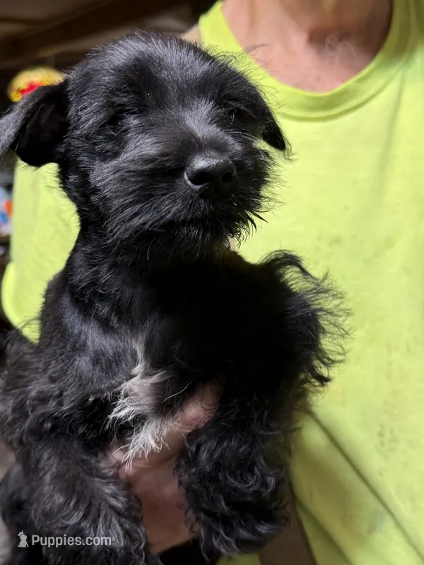 Gina – Miniature Schnauzer puppy on hold in Mount Sherman, KY
