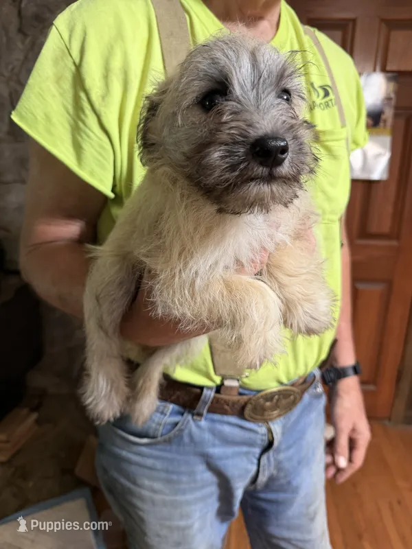 Teddy Bear – Shorkie puppy for sale in Mount Sherman, KY