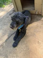 Snoop, a male Poodle - Miniature  for sale in Mount Sherman, KY – 1 of 3