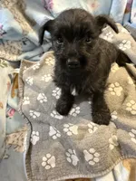 Bell, a female Miniature Schnauzer for sale in Mount Sherman, KY – 1 of 1