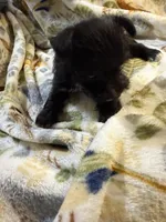 Cookie, a female Miniature Schnauzer for sale in Mount Sherman, KY – Photo 5 of 10