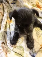 Cookie, a female Miniature Schnauzer for sale in Mount Sherman, KY – Photo 2 of 10