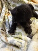 Cookie, a female Miniature Schnauzer for sale in Mount Sherman, KY – Photo 9 of 10