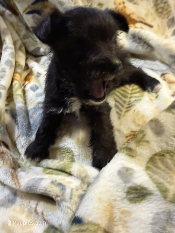 Cookie – Miniature Schnauzer puppy for sale in Mount Sherman, KY
