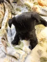 Cookie, a female Miniature Schnauzer for sale in Mount Sherman, KY – Photo 8 of 10