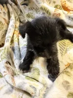 Cookie, a female Miniature Schnauzer for sale in Mount Sherman, KY – Photo 4 of 10