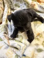 Cookie, a female Miniature Schnauzer for sale in Mount Sherman, KY – Photo 3 of 10