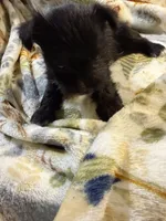 Cookie, a female Miniature Schnauzer for sale in Mount Sherman, KY – Photo 10 of 10