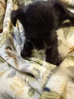 Cookie, a female Miniature Schnauzer for sale in Mount Sherman, KY – Photo 6 of 10