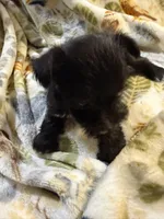 Cookie, a female Miniature Schnauzer for sale in Mount Sherman, KY – Photo 7 of 10