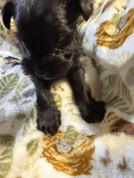 Daisy, a female Miniature Schnauzer for sale in Mount Sherman, KY – Photo 4 of 5