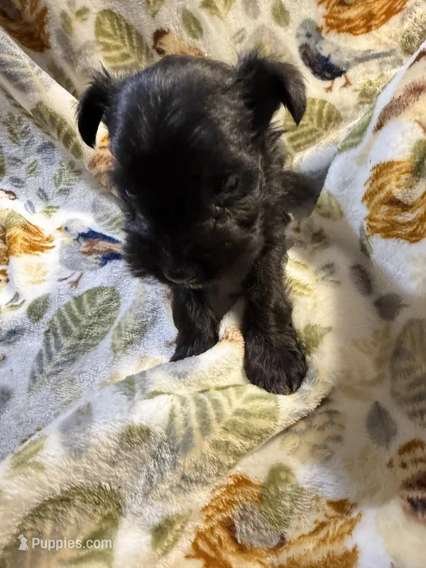 Daisy – Miniature Schnauzer puppy for sale in Mount Sherman, KY