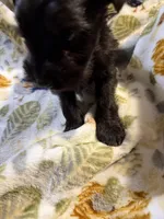 Daisy, a female Miniature Schnauzer for sale in Mount Sherman, KY – Photo 5 of 5