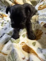 Daisy, a female Miniature Schnauzer for sale in Mount Sherman, KY – Photo 3 of 5