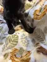 Daisy, a female Miniature Schnauzer for sale in Mount Sherman, KY – Photo 2 of 5