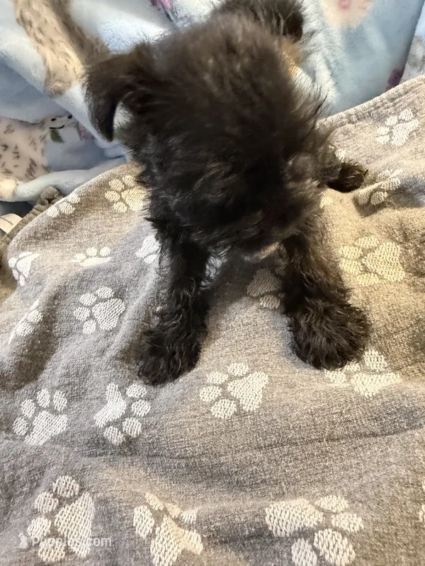 Anna – Miniature Schnauzer puppy for sale in Mount Sherman, KY