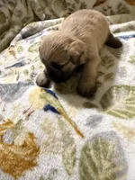 Vanilla, a male Shorkie for sale in Mount Sherman, KY – Photo 5 of 8