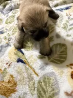 Vanilla, a male Shorkie for sale in Mount Sherman, KY – Photo 7 of 8