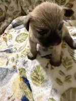 Vanilla, a male Shorkie for sale in Mount Sherman, KY – Photo 3 of 8