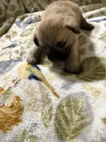 Vanilla, a male Shorkie for sale in Mount Sherman, KY – Photo 6 of 8