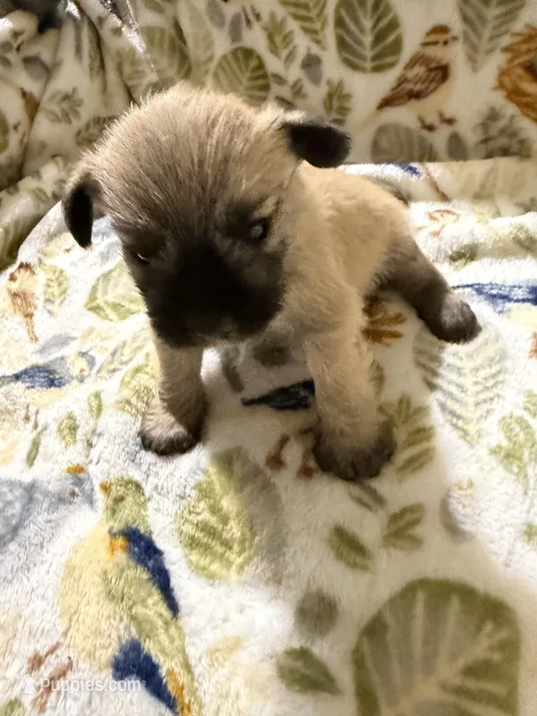 Vanilla – Shorkie puppy for sale in Mount Sherman, KY