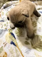 Vanilla, a male Shorkie for sale in Mount Sherman, KY – Photo 4 of 8