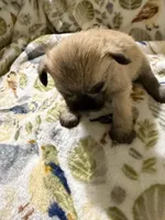 Vanilla, a male Shorkie for sale in Mount Sherman, KY – Photo 2 of 8