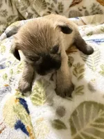 Vanilla, a male Shorkie for sale in Mount Sherman, KY – Photo 8 of 8